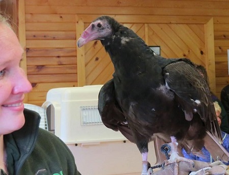 REGI educator with live Turkey Vulture