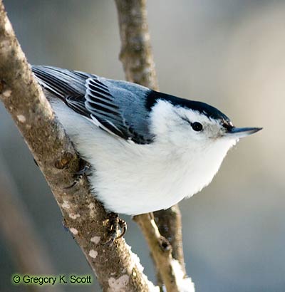 Bird ID Quiz Image